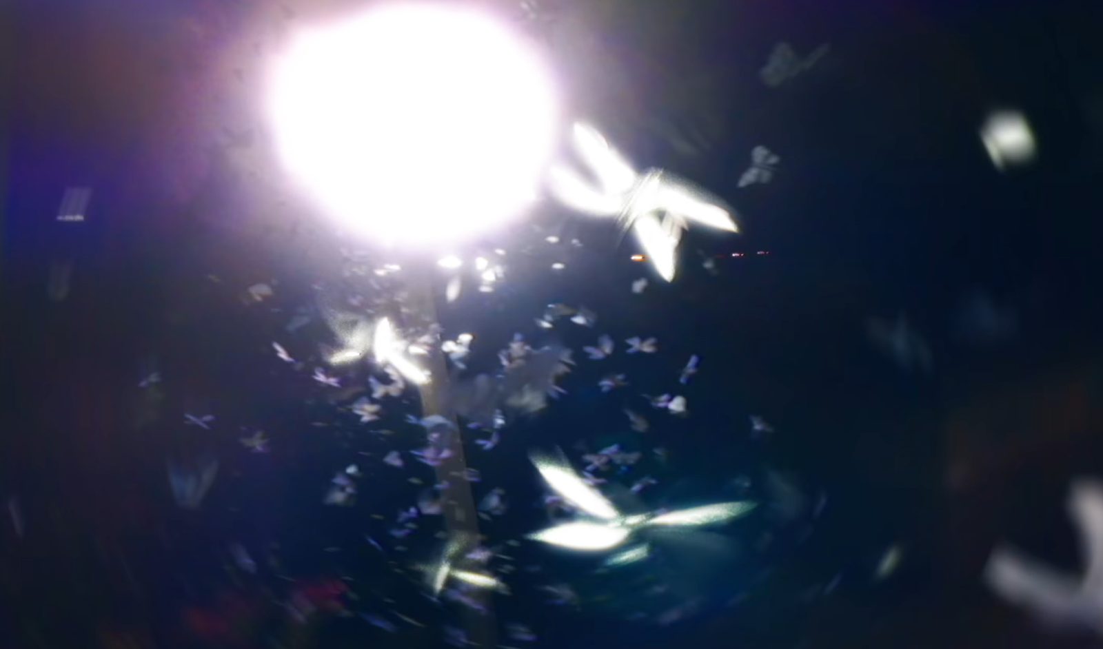 Phoebe Bridgers I Can't Wait Video Analysis
